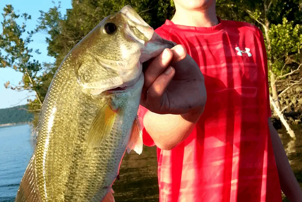 Bass Fishing: 10 Tips to Catch Bass More Consistently – The Bass