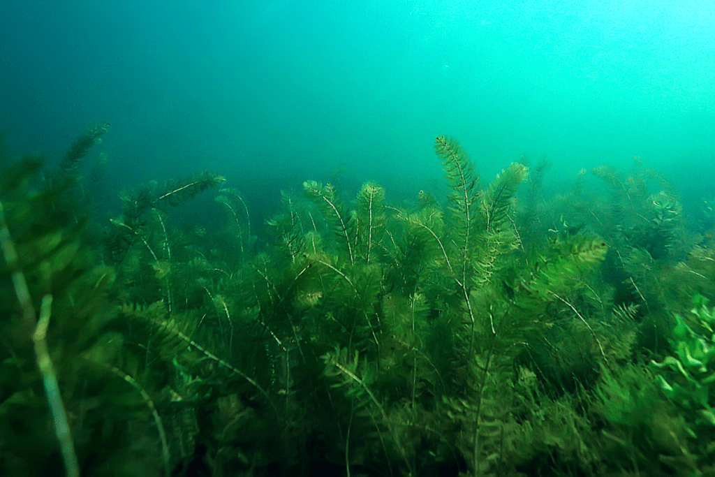 Work the Vegetation Efficiently for Bass The Bass Fishing Life