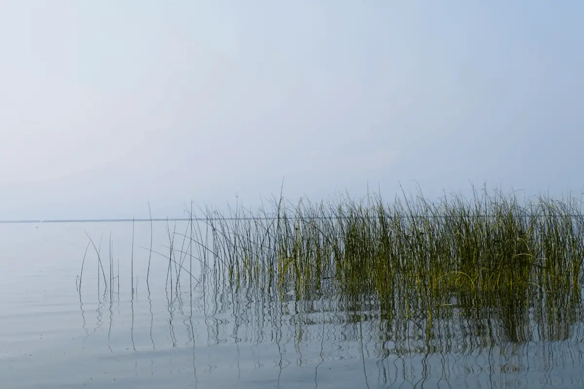 How to Catch the Biggest Bass in the Lake The Bass Fishing Life