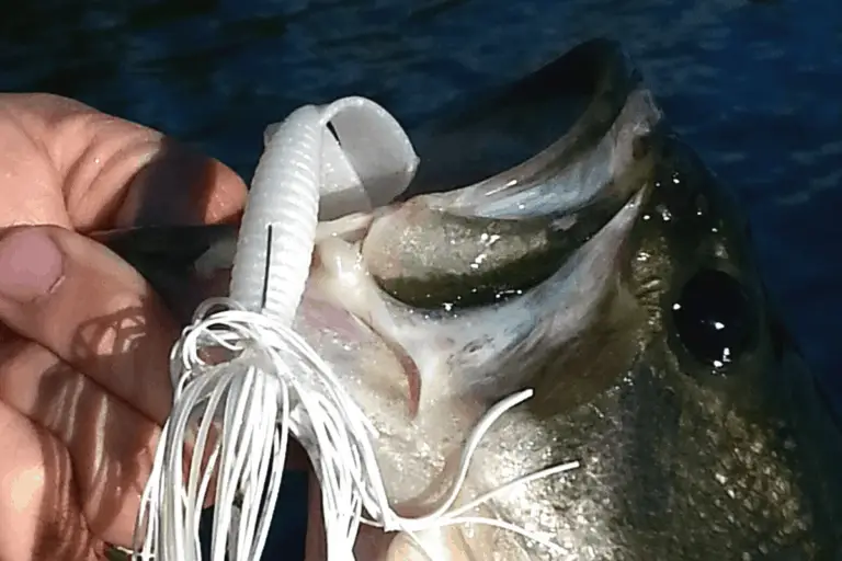 How to Fish a Swim Jig The Bass Fishing Life