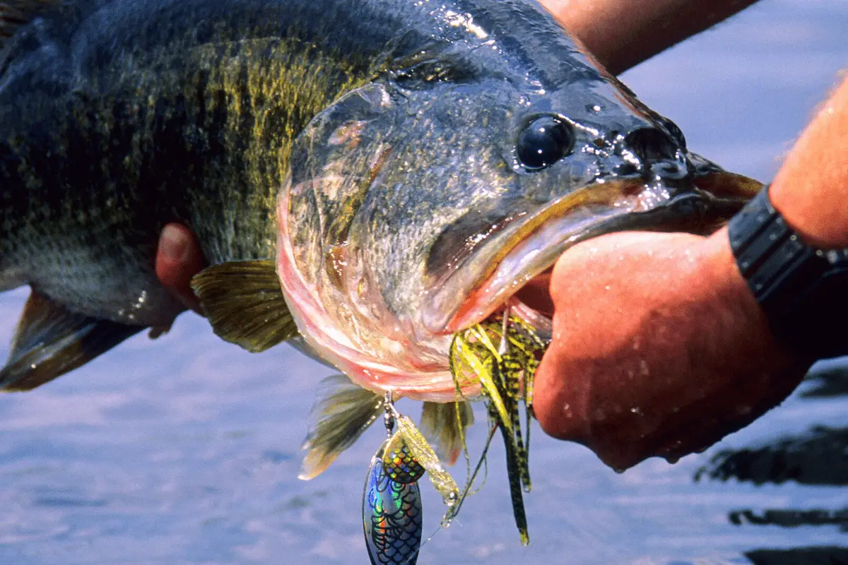How to Get Better at Bass Fishing The Bass Fishing Life
