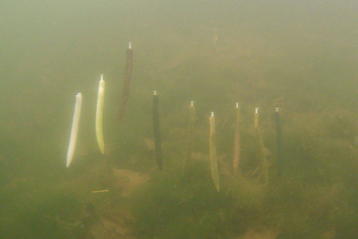 Best Lure Colors for Dirty Water With Underwater Proof The Bass