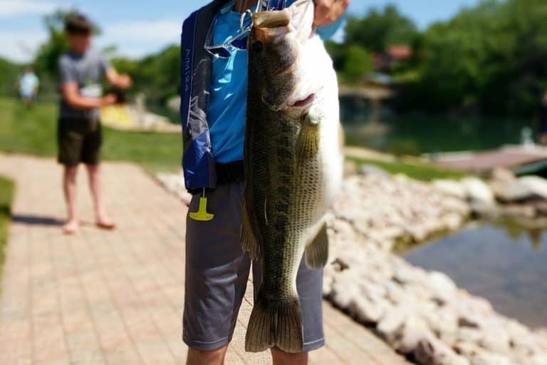 Best Bass Lures for Bank Fishing and How to Use Them The Bass Fishing