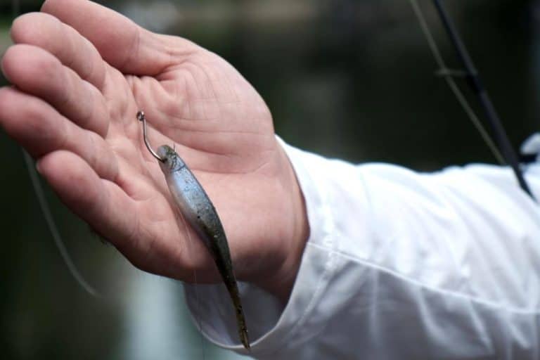 Does Drop Shot Leader Length Matter? Underwater Proof The Bass