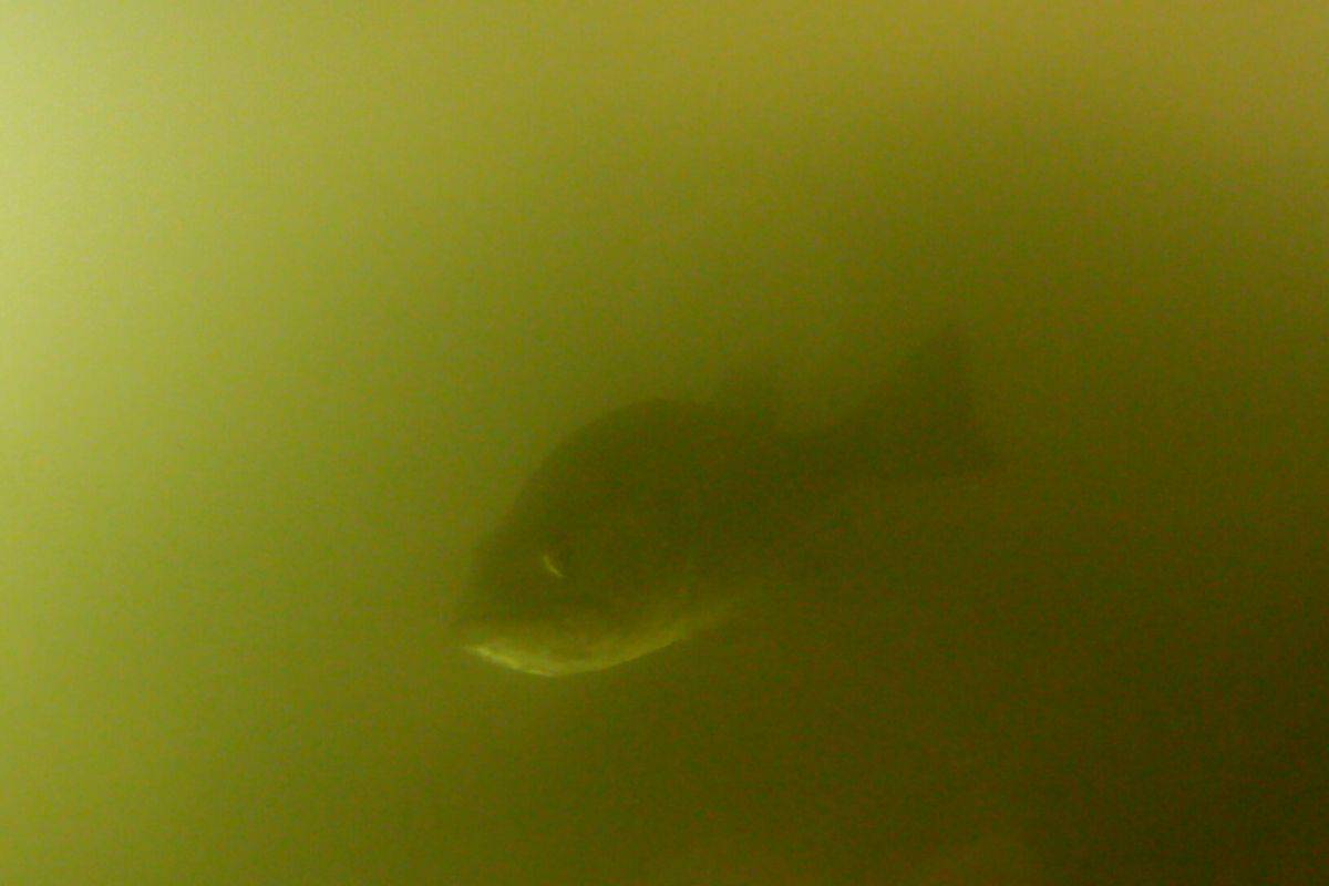 Where Do Bass Go After it Rains? Key Areas to Focus On The Bass