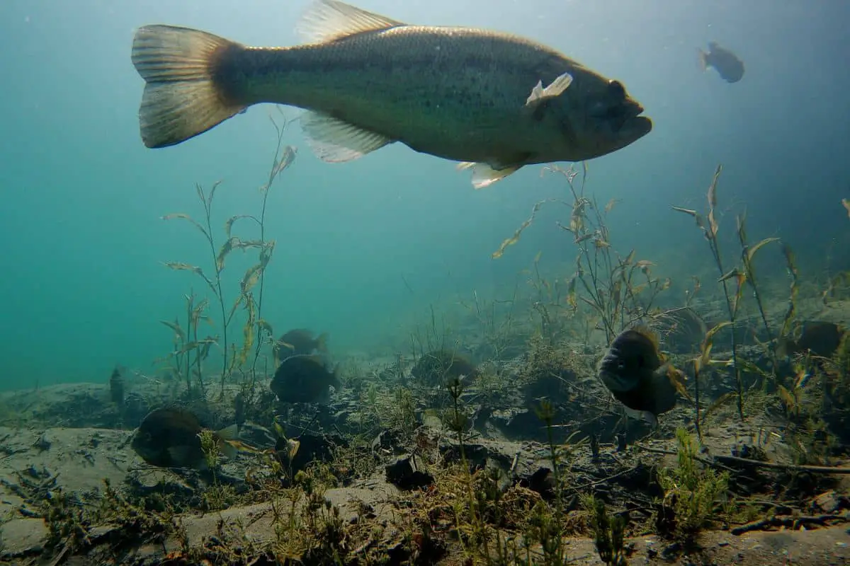 Where Do Bass Go After The Spawn? See Photo Examples The Bass Fishing