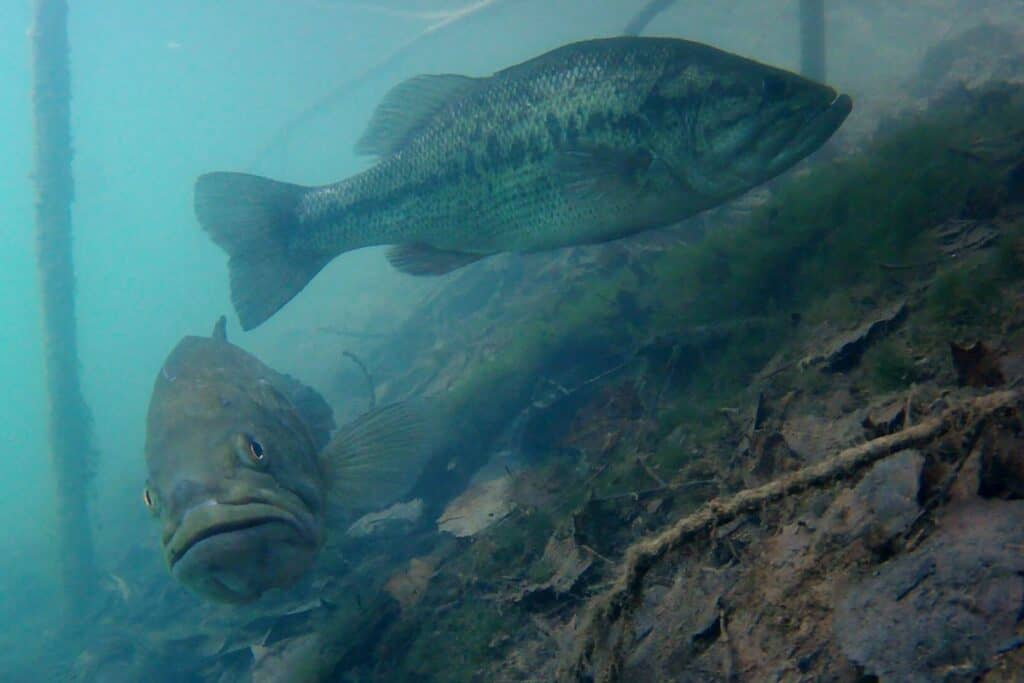 Where Do Bass Go After The Spawn? See Photo Examples The Bass Fishing