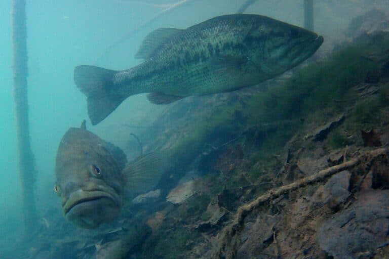 Where Do Bass Go After The Spawn? See Photo Examples – The Bass Fishing ...