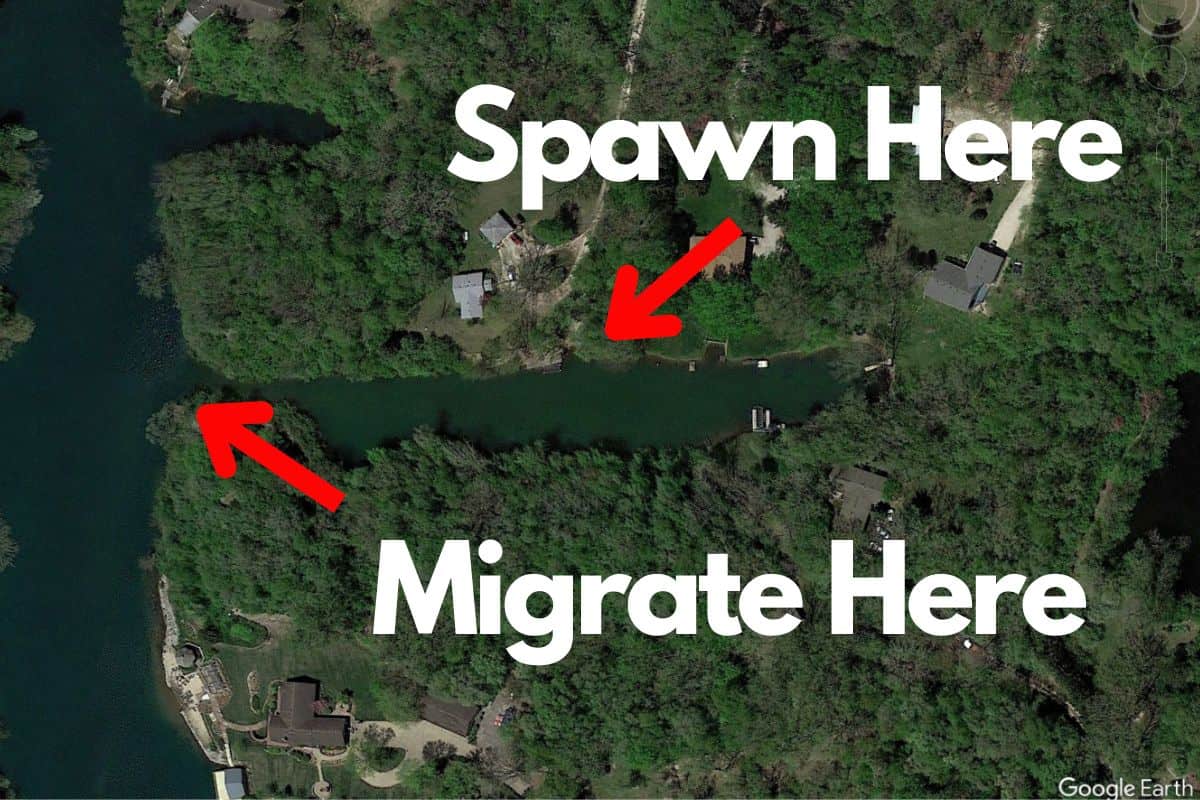 Where Do Bass Go After The Spawn? See Photo Examples – The Bass Fishing ...