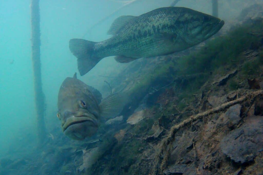 Why Do Bass Keep Coming Off My Hook? Most Common Issues Hint It’s Usually Not the Hook The