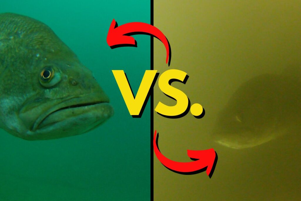 Do Bass Prefer Clear or Stained Water? Look for This – The Bass Fishing ...